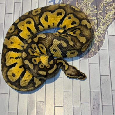 Firefly Ball Python - female for sale from M & V Royalz