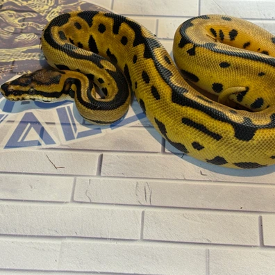 Orange Dream, Enchi, Spotnose, Leopard (Pos Super) 66% Het Clown Ball Python - female for sale from M & V Royalz