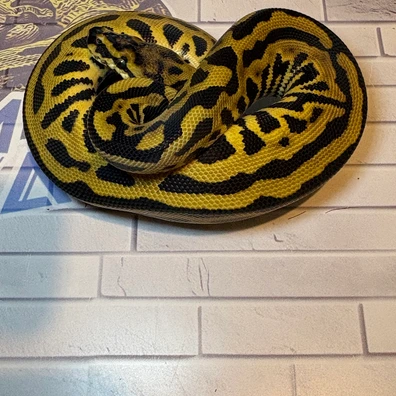 Spotnose, Enchi, Leopard (Pos Super) 66% Het Clown Ball Python - female for sale from M & V Royalz