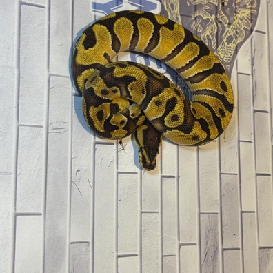 Enchi, McKenzie Pos OD 66% Het Clown Ball Python - male for sale from M & V Royalz