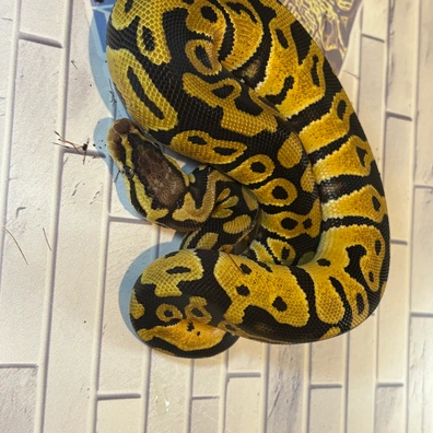 Pastel, McKenzie, Phantom 66% Het Clown Ball Python - female for sale from M & V Royalz