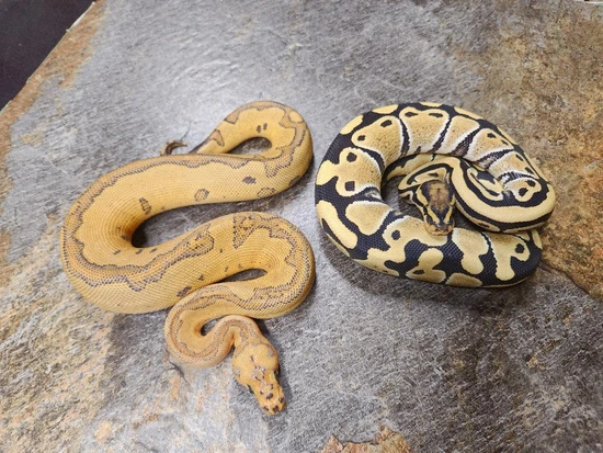 Auction Pair! *Details In Description Ball Python by The Ball Python ...
