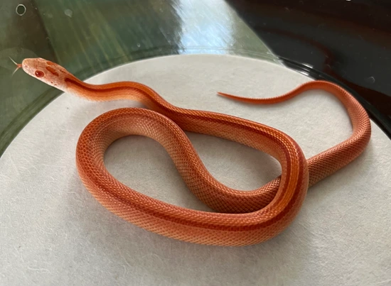 Amel Stripe Het Lavender Ghost Corn Snake by Colubrid Curiosities