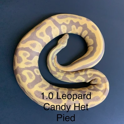 Leopard Candy Het Pied Ball Python - male for sale from MT´s Farbmorphen