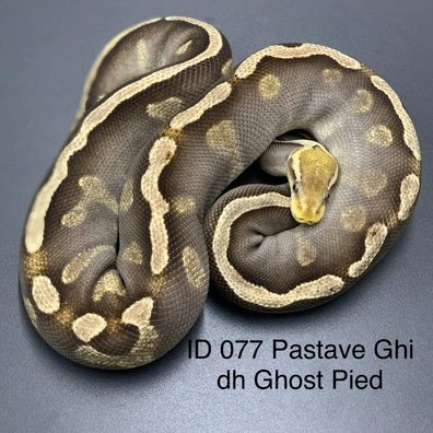Pastel Mojave Ghi Het Pied 50% Het Ghost Ball Python - female for sale from MT´s Farbmorphen