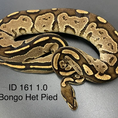 Bongo 100% Het Pied Ball Python - male for sale from MT´s Farbmorphen