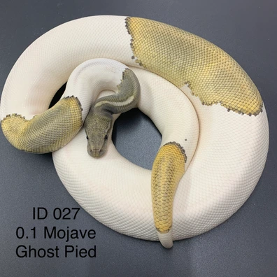 Mojave Ghost Pied Ball Python - female for sale from MT´s Farbmorphen