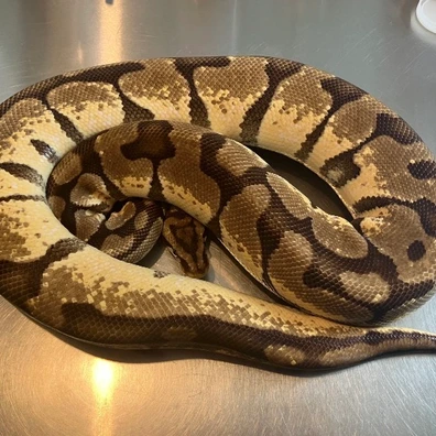 Small Collection Left Ball Python - unknown for sale from Lucky 13 Ball Pythons selling up! Deals to be had!