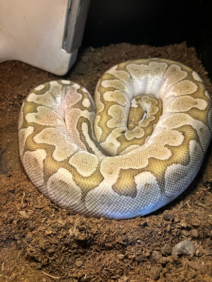 Proven Bamboo Female Ball Python by Rocky Mountain Pythons