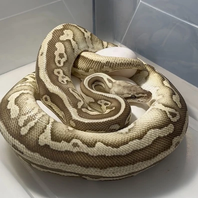 Leopard Lesser Pastel Het Clown