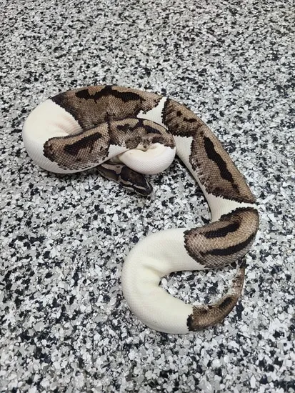 Lightning Piebald Ball Python by Mutation Creation