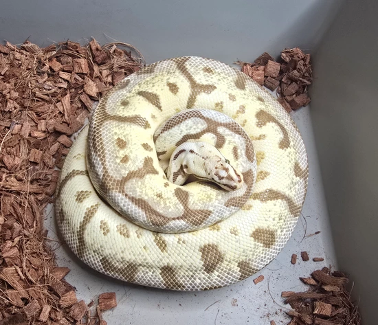 Leopard Spider Ball Python Fire, Pastel, Leopard, Spider Ball Python by Upscale Constrictors