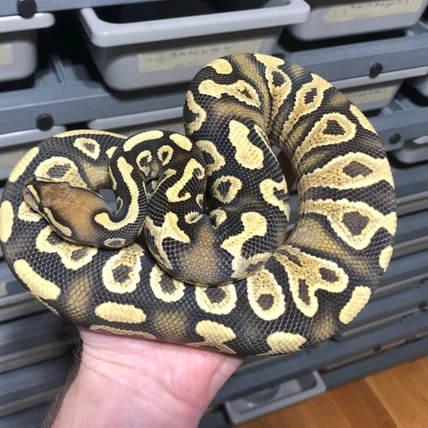 邦楽 Mardelas/Snake to Revive + morphose 邦楽 Mardelas/Snake to Revive + morphose Mardelas/Snake to