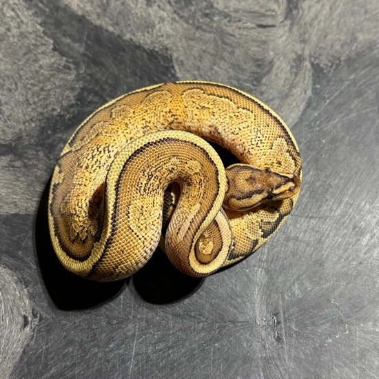 Redstripe Fire YB Dbl Het Paint Clown Ball Python by Morphologix LLC