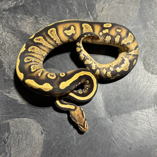 Stranger YB Desert Ghost Ball Python by Morphologix LLC