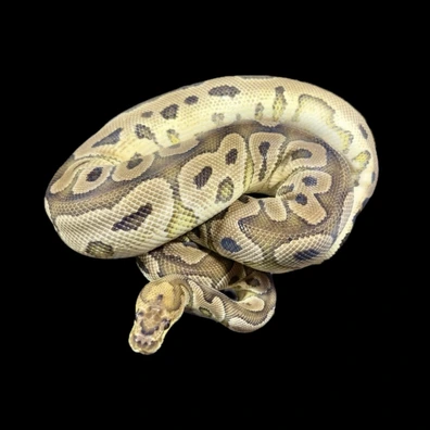 Yellowbelly Clown Het Desert Ghost Het Pied