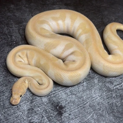 Special Phantom Clown