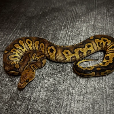 Stranger Clown Het Pied