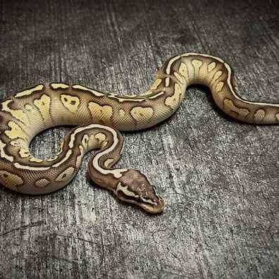 Hetari Lesser Pastel Het Clown