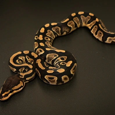 Wookie Het Clown Het Pied Ball Python - female for sale from MyRegiusBalls