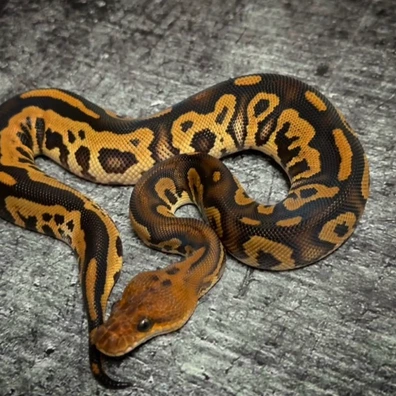 Stranger Leopard Redstripe Clown Ball Python - female for sale from MyRegiusBalls