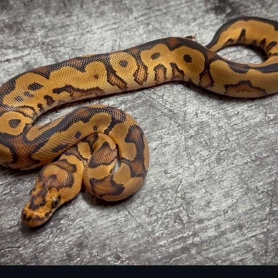 Yellowbelly Clown Het Pied Ball Python - male for sale from MyRegiusBalls