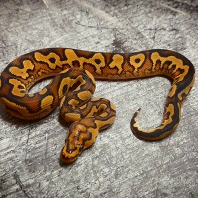 Black Pastel Yellowbelly Clown Het Pied Ball Python - male for sale from MyRegiusBalls
