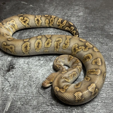 Stranger GHI Clown Ball Python - male for sale from MyRegiusBalls