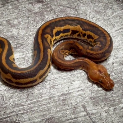 Black Pastel Wookie Stranger Leopard Clown Ball Python - male for sale from MyRegiusBalls