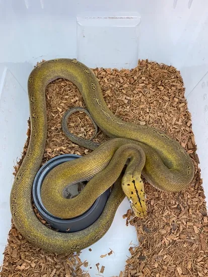 Superdwarf Golden Child Platinum Het Purple Snow Reticulated Python by ...