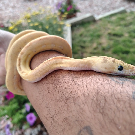 Ultra Ivory Sunfire. Reticulated Python by 303 Mad Morphs