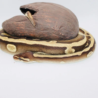 1.0Leopard Mojave Calico Het Desert Ghost Ball Python - male for sale from MysticEliteMorphsNL