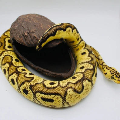Bongo Enchi Pastel Clown Ball Python - male for sale from MysticEliteMorphsNL
