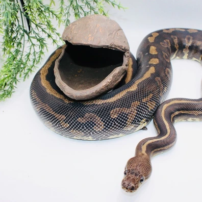 Confusion Cinnamon Yb Pos Special Ball Python - unknown for sale from MysticEliteMorphsNL