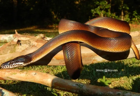 White Lipped Python White-Lipped Python by Mystic Reptiles, LLC