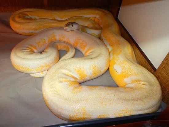 Ultra Ivory Reticulated Python by Mystic Reptiles, LLC
