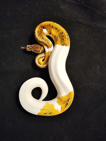 YB OD Pin Pied Ball Python by Monster Balls Exotics