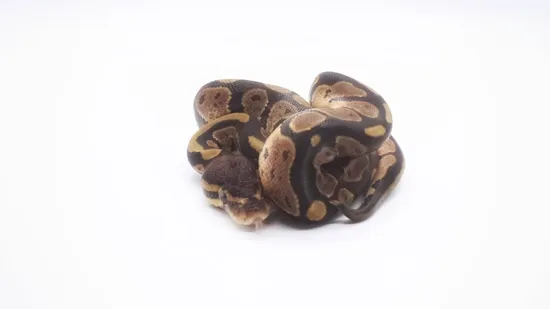 Normal Ball Python by Born Again Exotics
