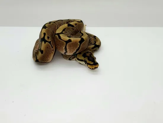 Spider 100% Het Hypo Ball Python by Born Again Exotics