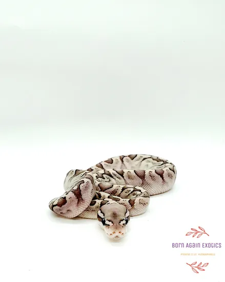 Pastel Bamboo Ball Python by Born Again Exotics