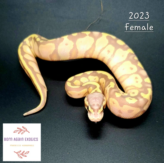 Banana Pastel 100% Het VPI Axanthic Ball Python by Born Again Exotics
