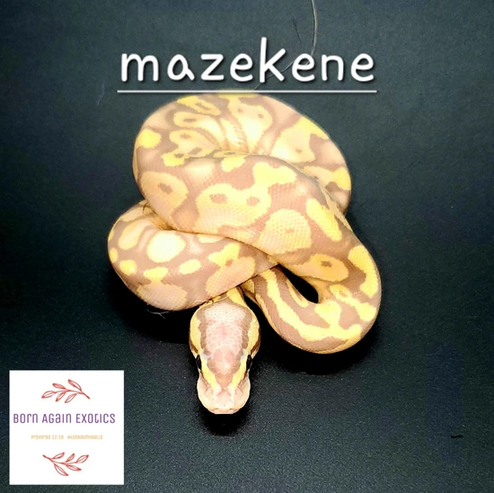 Pastel Orange Dream Banana Ball Python by Born Again Exotics
