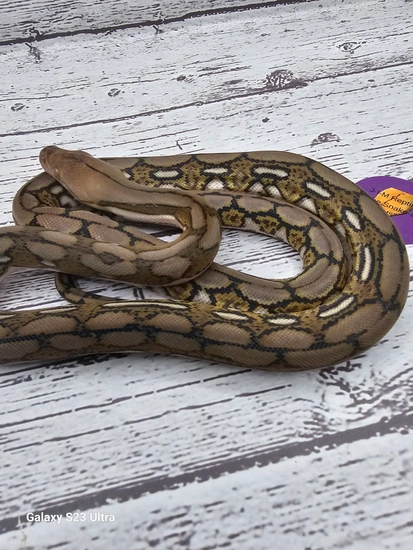 Tiger Anery Pos Het Purple Albino 50% Kalatoa 6.25% Jampea SD ...