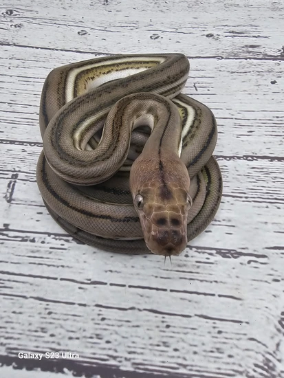 Super Tiger Anery Pos Het Purple Albino 50% Kalatoa 6.25% JampeaSD ...