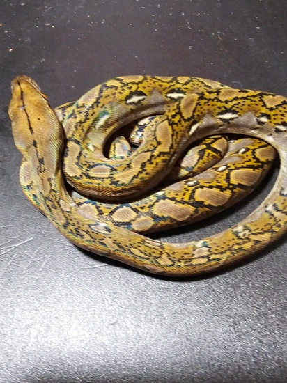 50% Super Dwarf Normal Het. Anery Pos Het Purple Albino 50% Kalatoa 6. ...