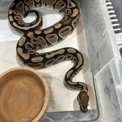 Orange Dream - Het Clown