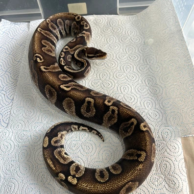 Black Head - Ghi - Pastel - Het Hypo