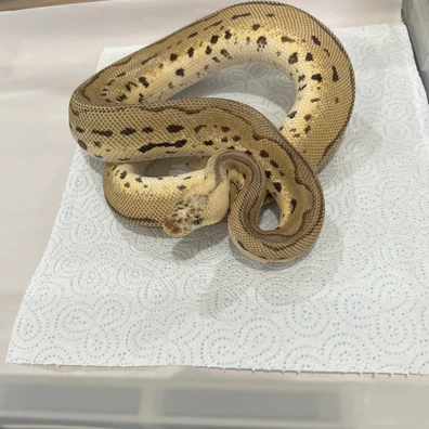 Pastel - Leopard - Clown