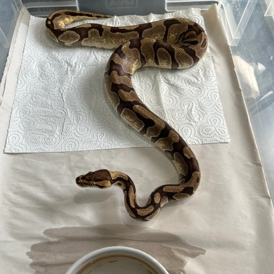 Orange Dream- Enchi - Het Clown