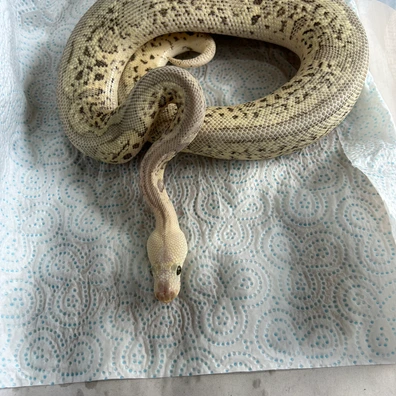 Super Pastel - Super Orange Dream - Leopard- Clown